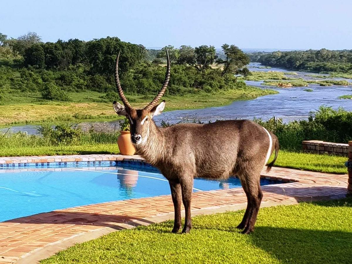 Kruger View Tree House Villa Marloth Park Exteriör bild