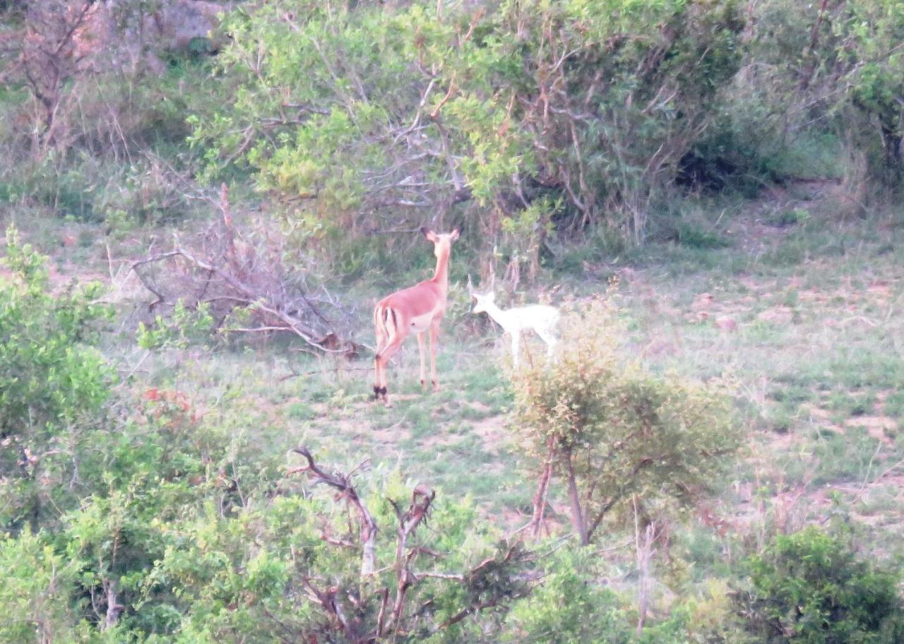 Kruger View Tree House Villa Marloth Park Exteriör bild