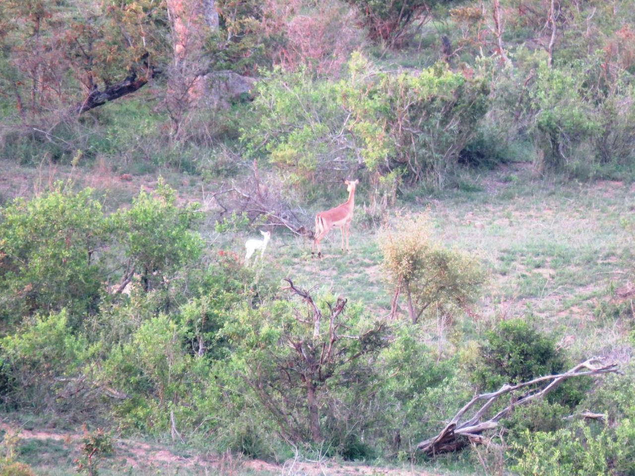 Kruger View Tree House Villa Marloth Park Exteriör bild